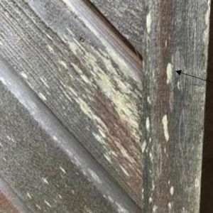 Lichen Growth On Cladding