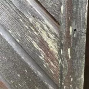 Lichen Growth On Cladding 1